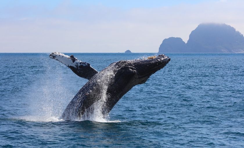 Walvis in Alaska