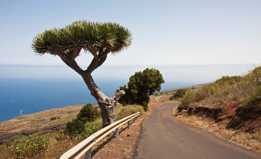 Een drakenbloedboom op la Palma op de Canarische Eilanden